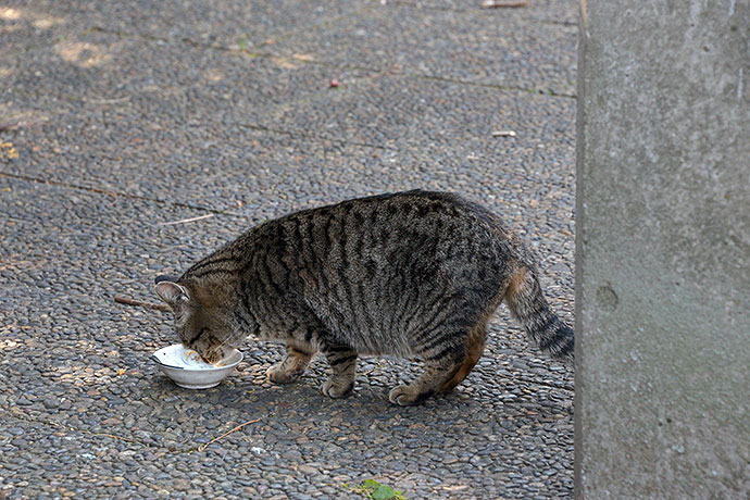 太田区のねこ