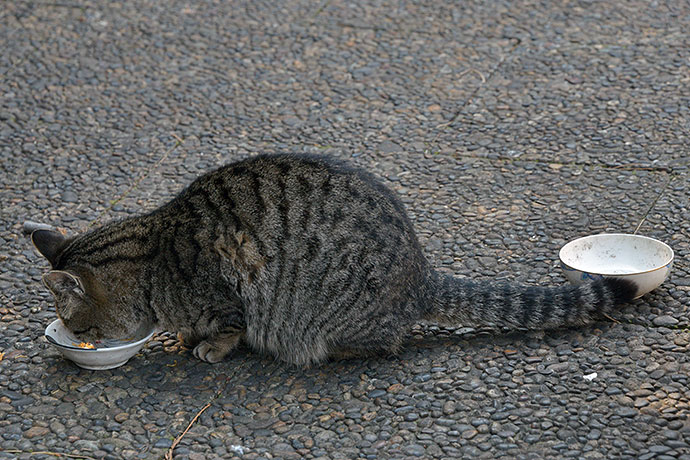 太田区のねこ