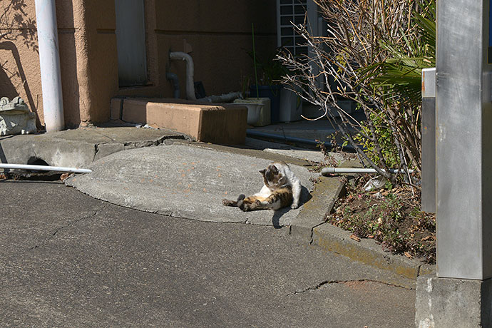 太田区のねこ