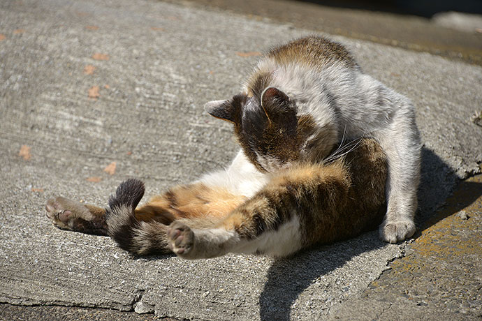 太田区のねこ