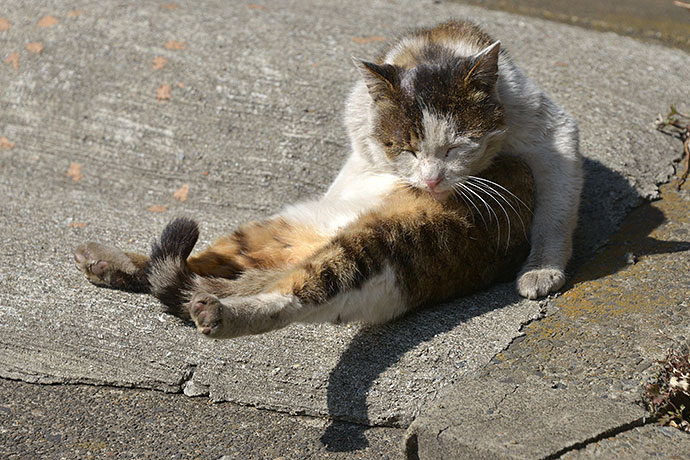 太田区のねこ