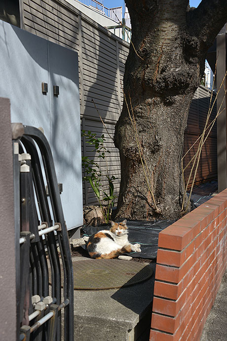 太田区のねこ