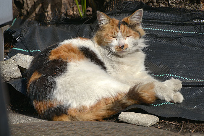 太田区のねこ