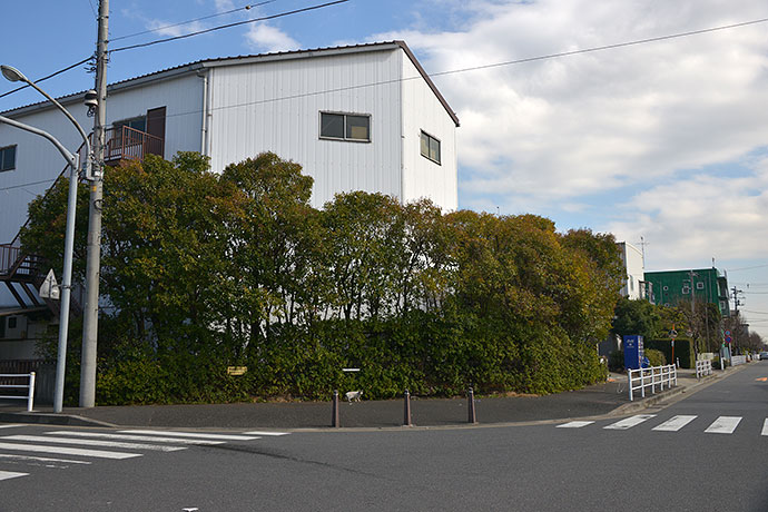 太田区のねこ