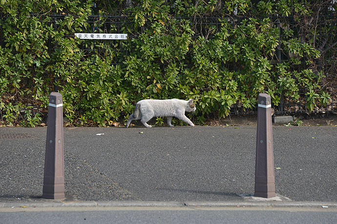 太田区のねこ