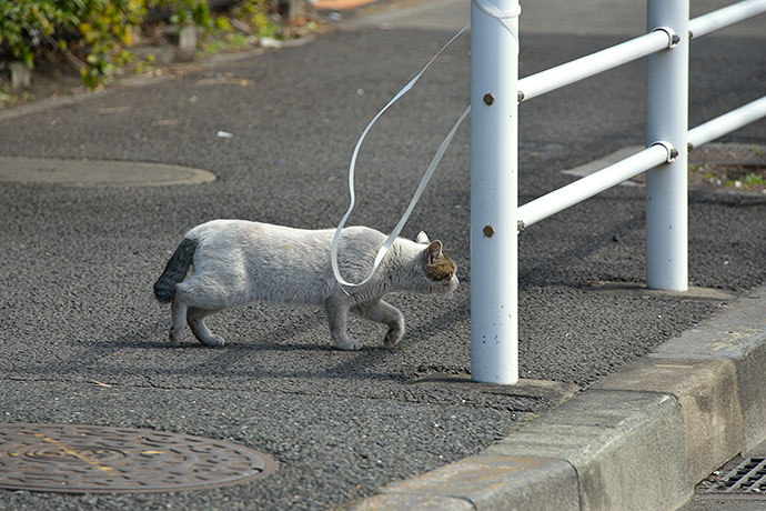 太田区のねこ