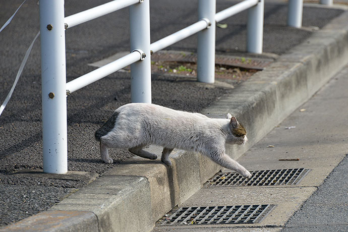太田区のねこ