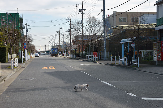 太田区のねこ