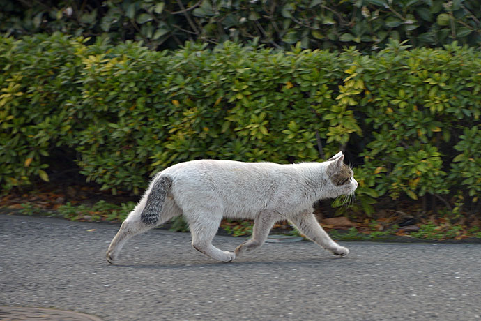 太田区のねこ