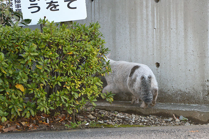 太田区のねこ