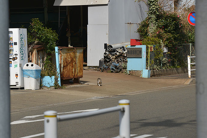 太田区のねこ