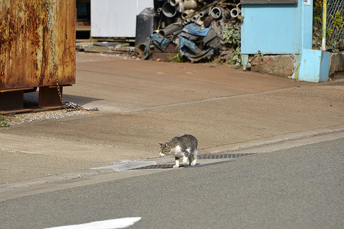 太田区のねこ