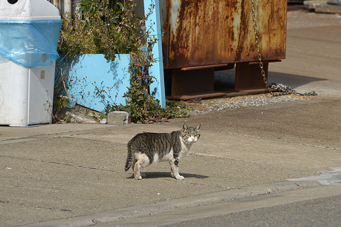 太田区のねこ