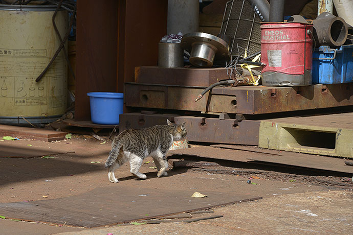 太田区のねこ
