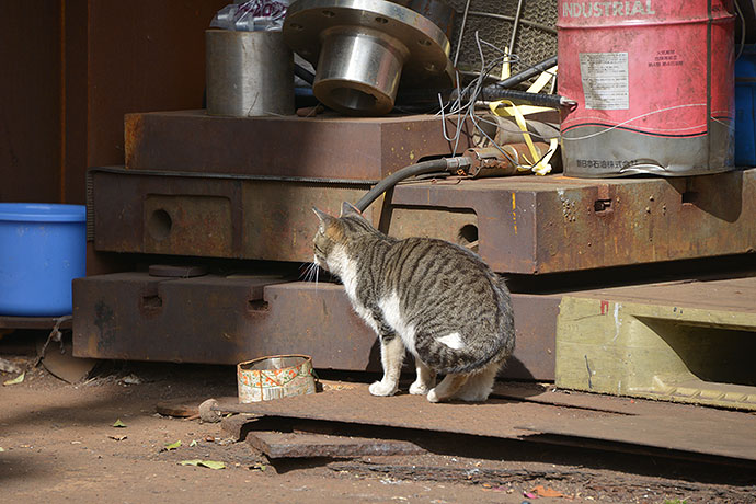 太田区のねこ