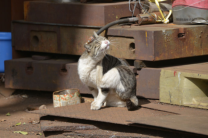 太田区のねこ