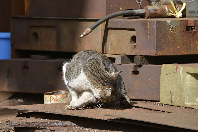 太田区のねこ