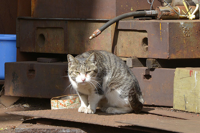 太田区のねこ