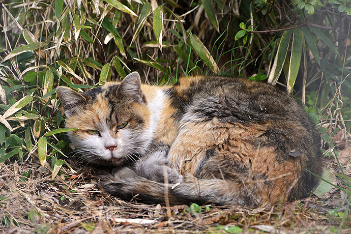 太田区のねこ
