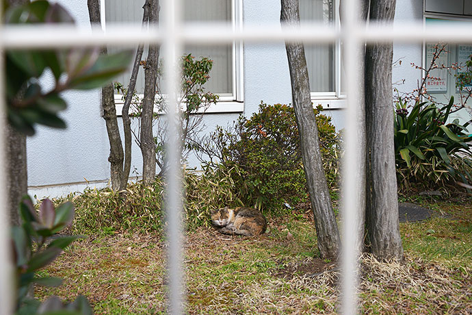 太田区のねこ