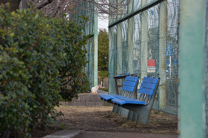 太田区のねこ