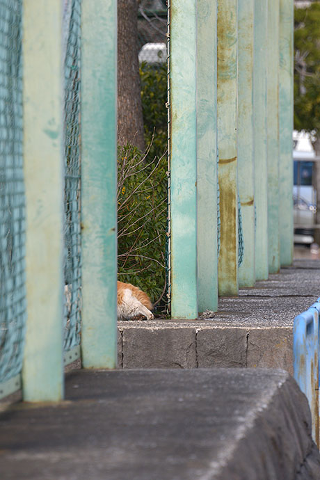 太田区のねこ