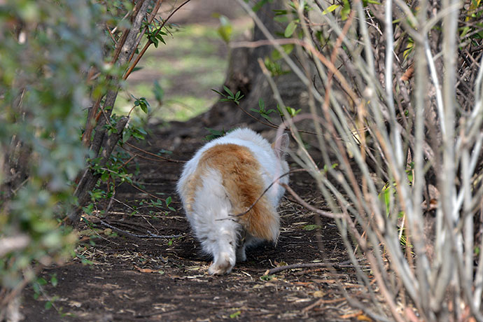 太田区のねこ