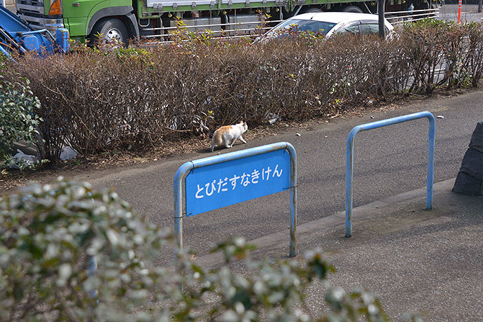 太田区のねこ