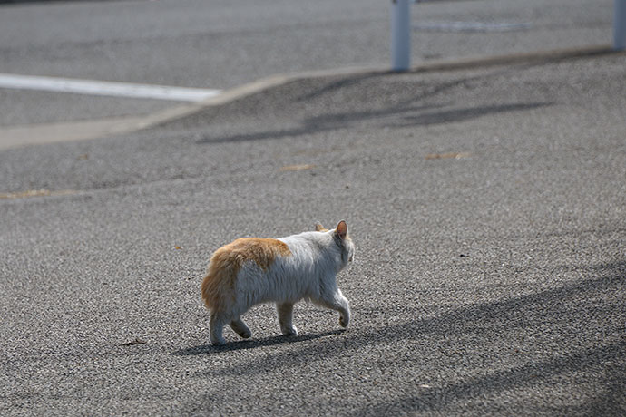 太田区のねこ