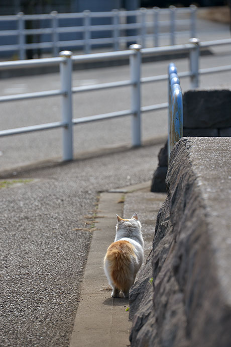 太田区のねこ