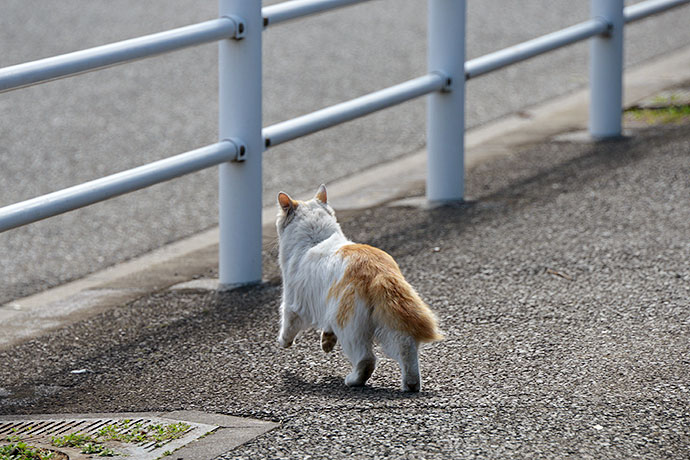 太田区のねこ