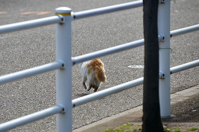 太田区のねこ