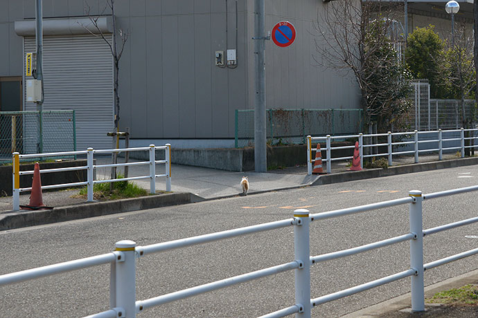 太田区のねこ