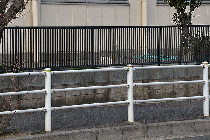 太田区のねこ