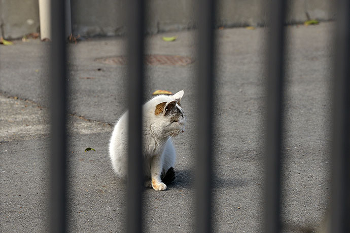 太田区のねこ