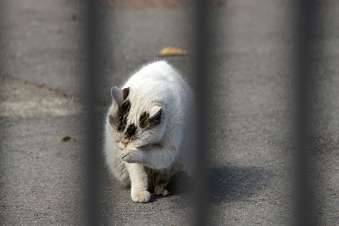 太田区のねこ