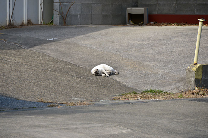 太田区のねこ