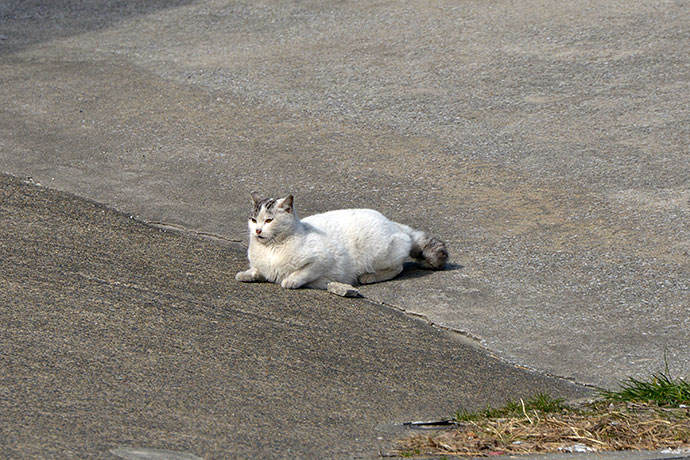 太田区のねこ