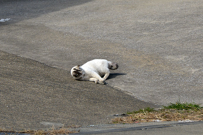 太田区のねこ