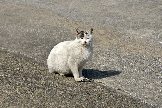 太田区のねこ