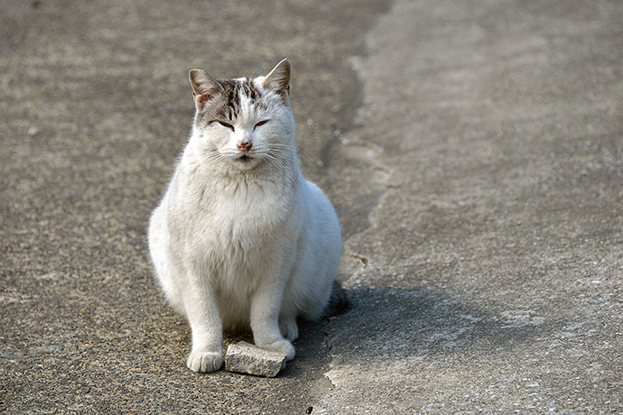 太田区のねこ