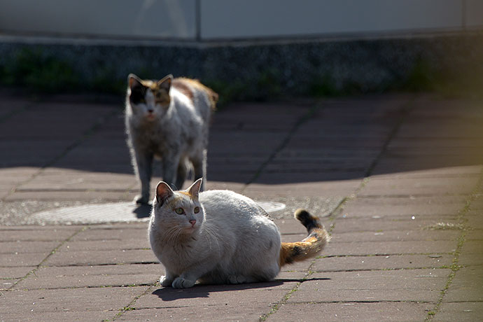 太田区のねこ