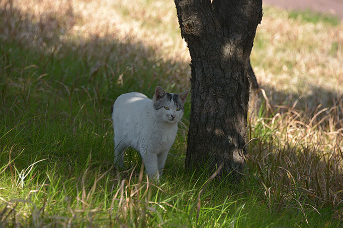 太田区のねこ