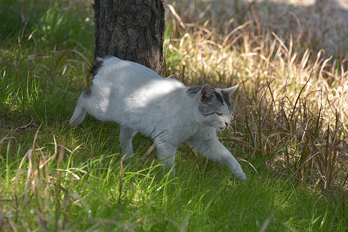 太田区のねこ