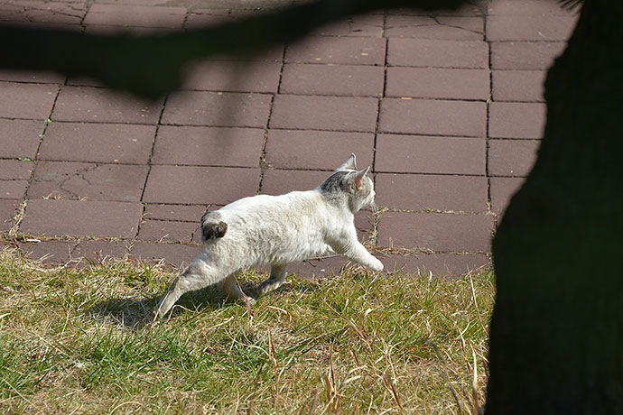 太田区のねこ
