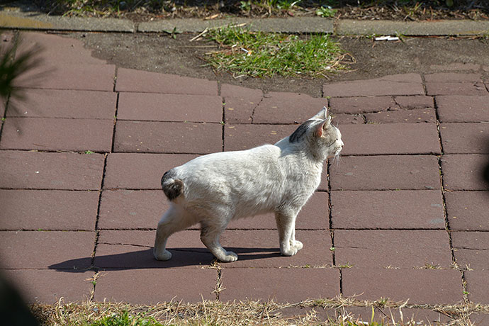 太田区のねこ