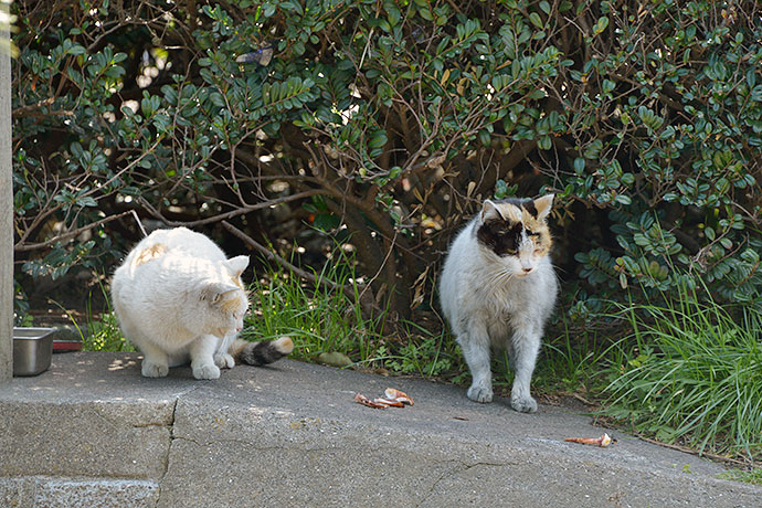 太田区のねこ