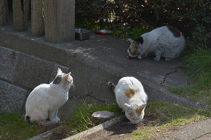 太田区のねこ
