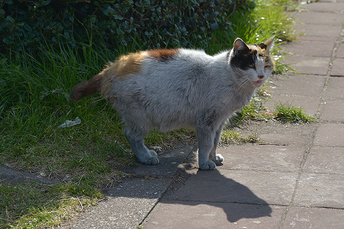 太田区のねこ