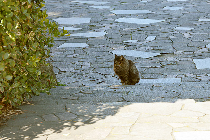 太田区のねこ